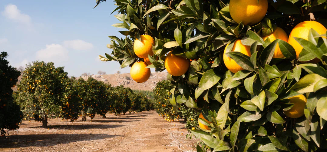 Flower Power Hour: The Essential Facts about Orange Essential Oil.