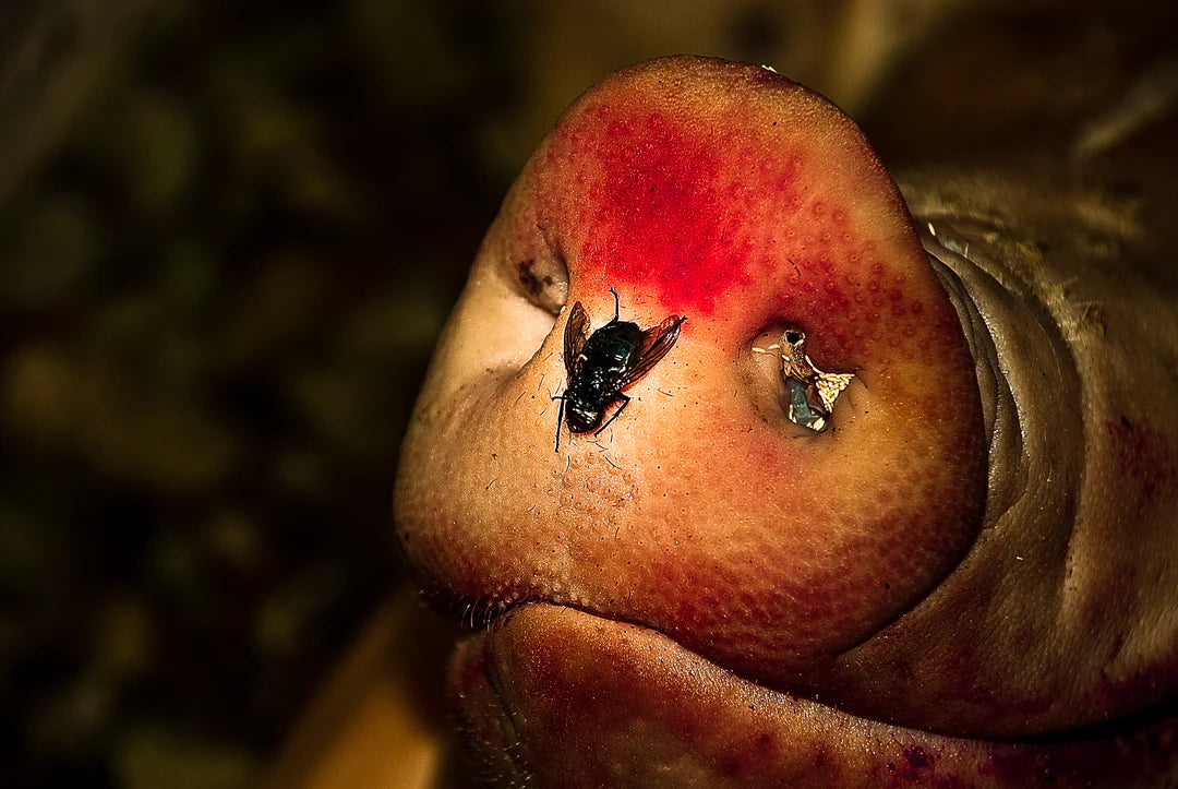 The Antibiotic Apocalypse and the end of tattooing